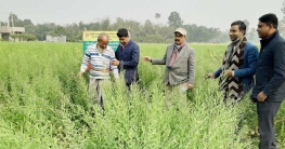 ভোজ্যতেলের দাম বাড়ায় উত্তরাঞ্চলের ৩ জেলায় বাড়তি সরিষা চাষ 