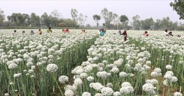 ঠাকুরগাঁওয়ে পেঁয়াজের বীজ চাষে অধিক লাভের আশা                    