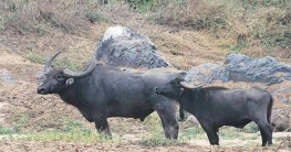 ঠাকুরগাঁওয়ে বিলুপ্তির পথে মহিষ পালন