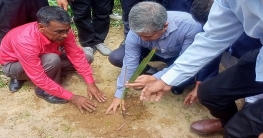 ঠাকুরগাঁওয়ে আড়াই লাখ তাল বীজ রোপণ কার্যক্রম শুরু