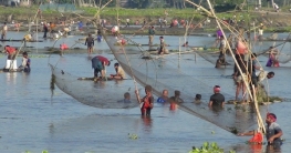 ঠাকুরগাঁওয়ে টাঙ্গন নদীতে মাছ ধরা উৎসব