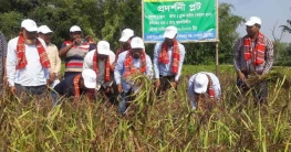 ঠাকুরগাঁওয়ে কালো ধান চাষে সফল পাউবো