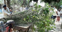 ঠাকুরগাঁওয়ে ক্র্যাটম নামে নতুন জাতের মাদক উদ্ধার, আটক ১