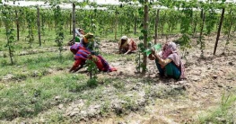 বর্ষায় বৃষ্টি নেই, ঠাকুরগাঁওয়ে ফসল রক্ষায় সম্পূরক সেচের পরামর্শ