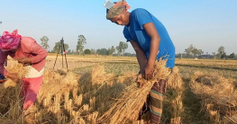 কৃষিকাজ করতে করতেই ইংরেজিতে ভ্লগ বানান সুজন