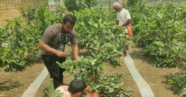 পেয়ারা চাষে লাখপতি পারভেজ