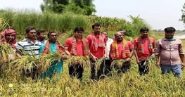 ঠাকুরগাঁওয়ে কৃষকের ধান কেটে ঘরে তুলে দিলো কৃষক লীগ