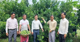 রাণীশংকৈলে মাল্টা চাষে আমিরুলের অভাবনীয় সাফল্য