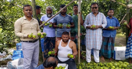 রাণীশংকৈলে মাল্টা চাষে জাহাঙ্গীরের অবিশ্বাস্য চমক