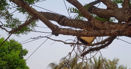 গাছ থেকে পড়লেন বৈদ্যুতিক তারে, বাবার সামনেই গেল সন্তানের প্রাণ